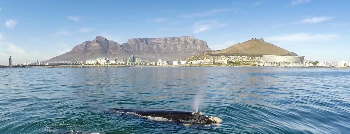 Whale watching boat cruise with transfer from Cape Town