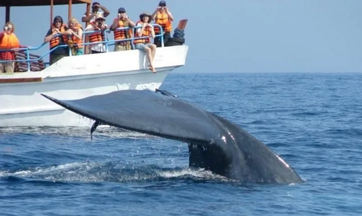 Mirissa Whale Watching Tour From Hikkaduwa