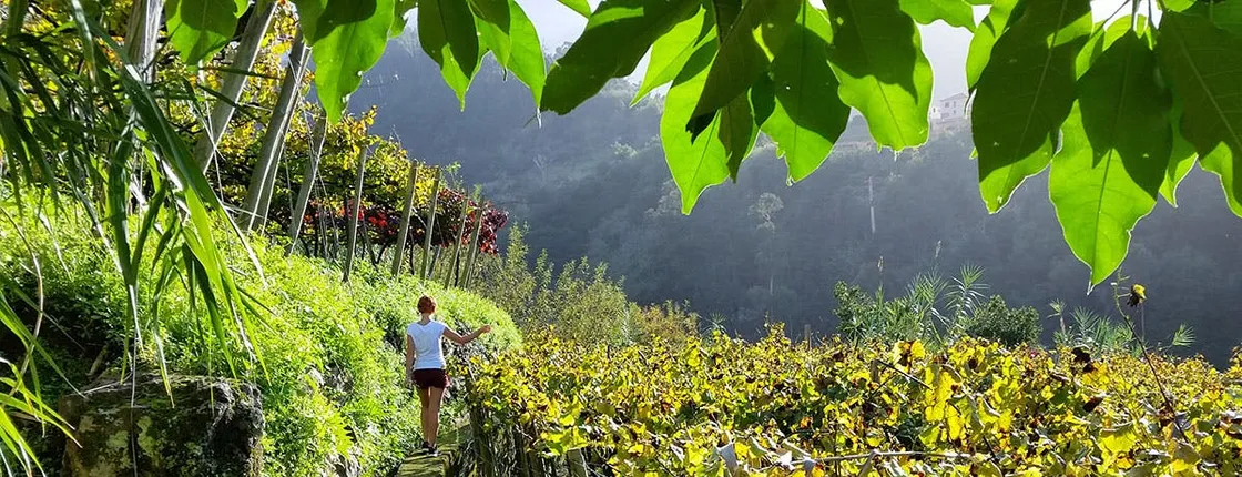 Madeira day-trip wine tour from Funchal