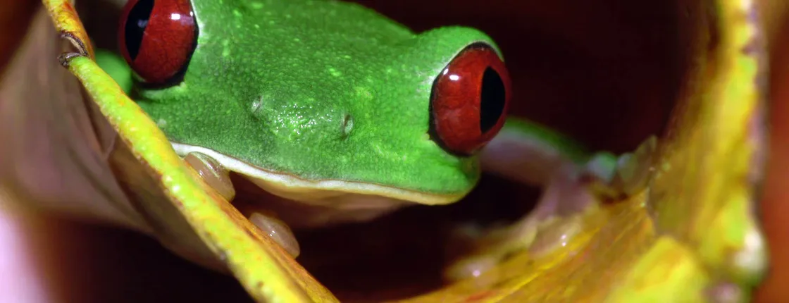 Manuel Antonio National Park Night Tour with transport
