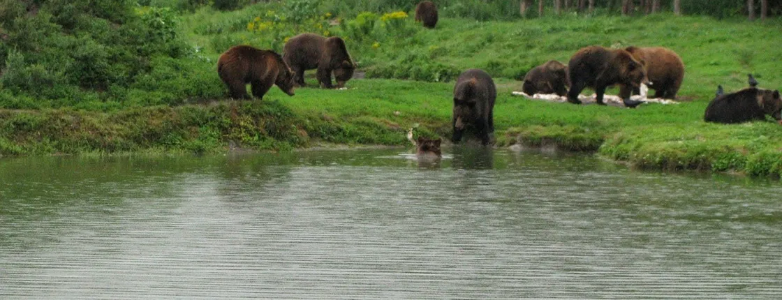 Visit to a Bear Sanctuary from Budapest