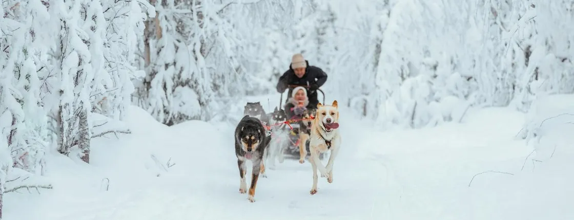 10 km husky safari and Lappish kota from Rovaniemi