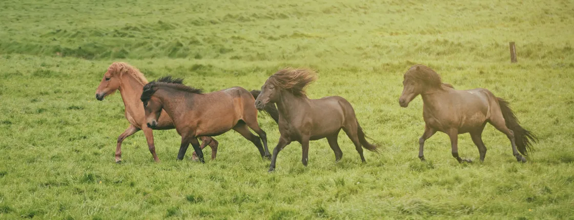 Mountains and Medows horse back tour