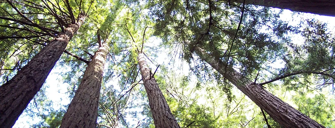Muir Woods half day tour with Sausalito ferry