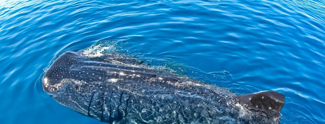 Whale shark discovery