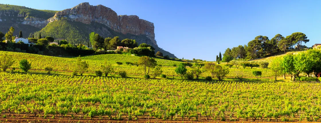 Wine tour in Bandol and Cassis from Marseille