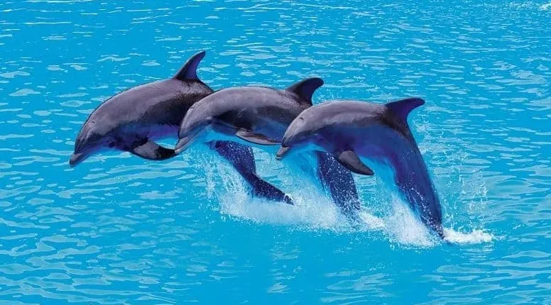 Delphinus swim at Xel-Há Park packages