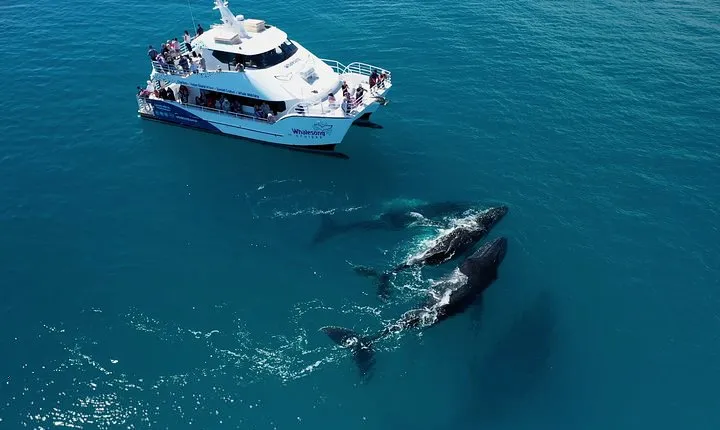 Hervey Bay Whale Watching Experience