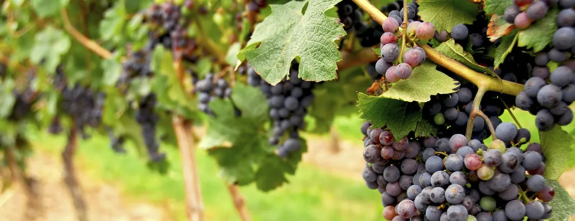 Discover Wine Country tour