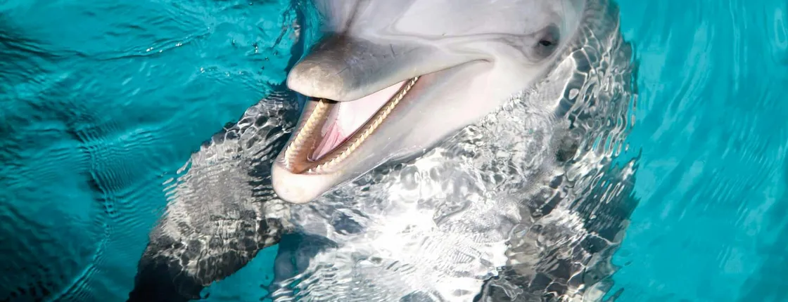 Dolphin Give Me all-inclusive package with Garrafon Park tour