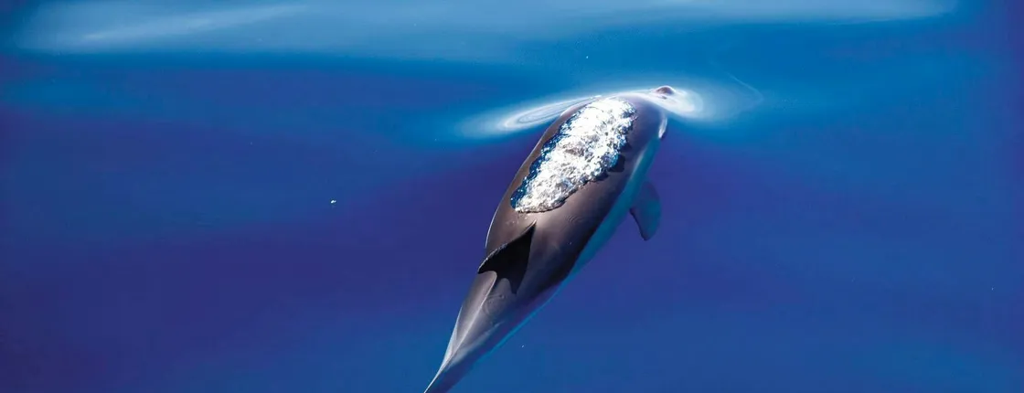 Dolphin emotions experience in Aquaventuras Park