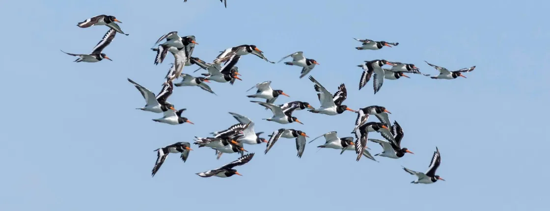 Birdwatching boat tour in Lisbon