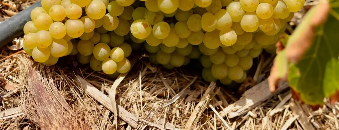 Fuerteventura private guided wine-tasting at Conatvs Winery