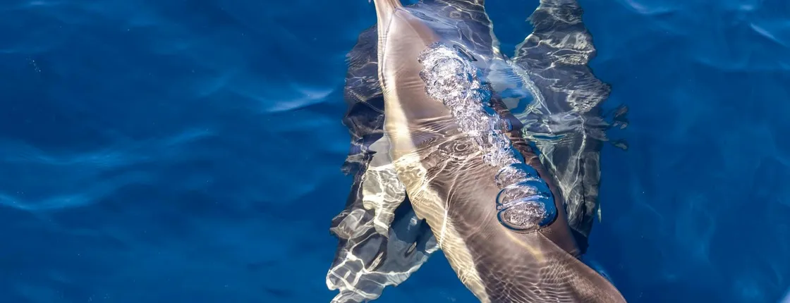 Dolphin watching and Benagil Cave experience in Algarve