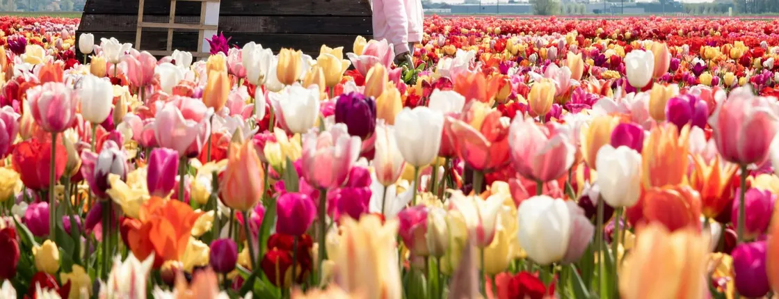 Tulip Experience Amsterdam with Museum and Tulip Show Garden