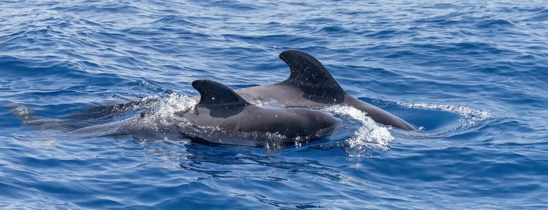 Exclusive adults-only whale and dolphin-watching catamaran cruise