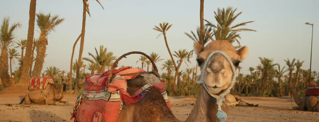 Camel trek in Marrakech