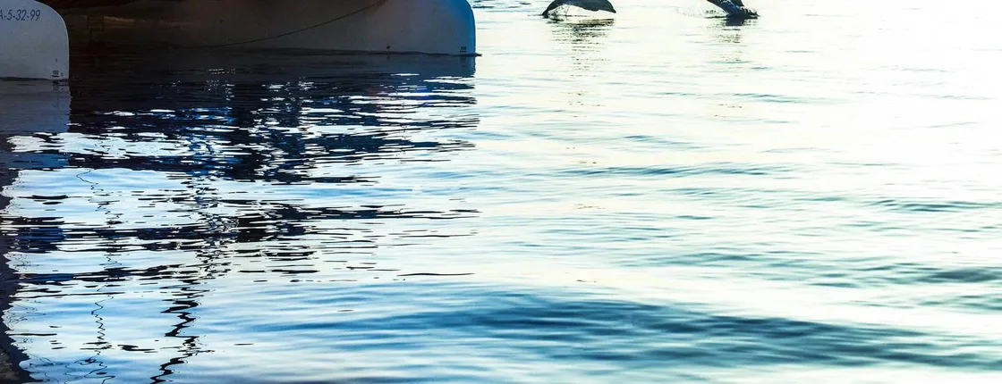 Dolphin watching cruise by Mayurca Yachting