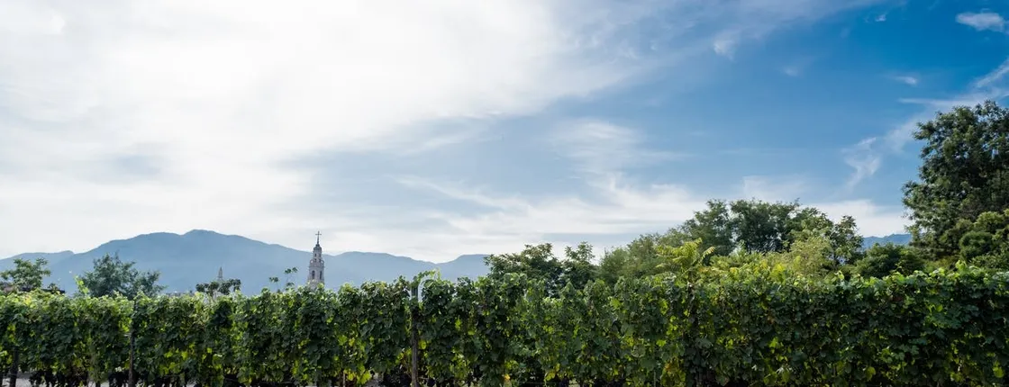 Wine tasting experience on Mount Vesuvius with lunch