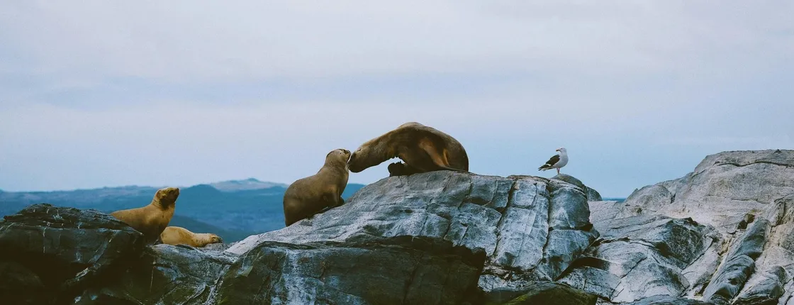 Navigation sea lions, birds and lighthouse