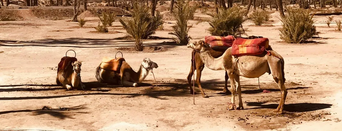 Palmeraie camel ride from Marrakech with tea break