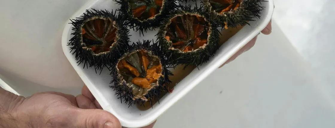 Porto Fish Market tasting tour