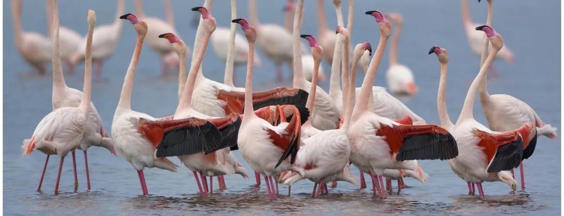 Flamingo ecosafari tour in electric minibus at Molentargius Park