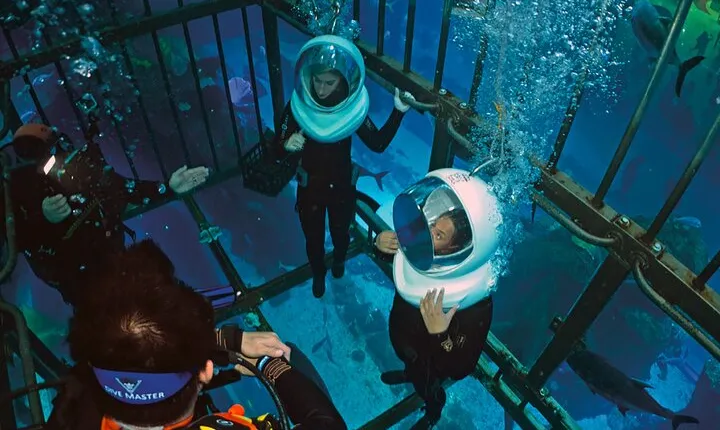 Shark Encounter