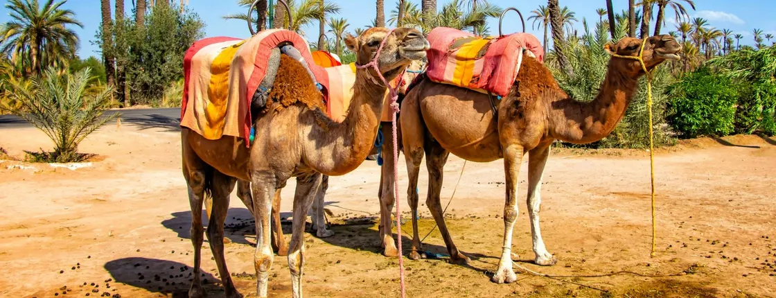 Marrakech camel ride in the palm grove