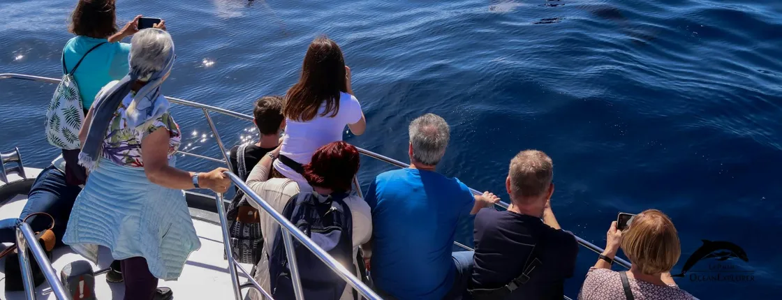 Flipper tour with whale watching and lava delta