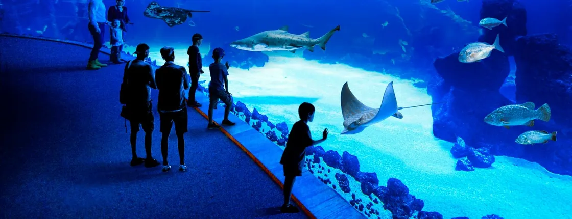 Gran Canaria’s Poema del Mar aquarium and Guayadeque canyon tour