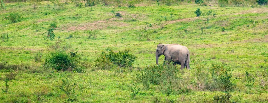 Thailand’s temples and trunks tour with Kui Buri elephant safari from Pranburi