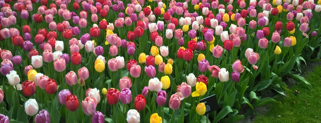 Tulips and windmills small-group tour with Keukenhof skip-the-line ticket