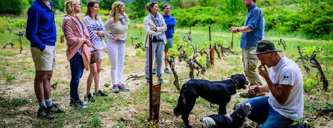 Traditional French olive harvest experience at Les Pastras