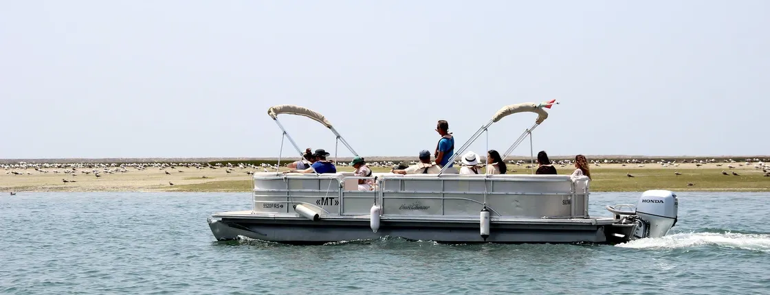 Ria Formosa birdwatching boat tour