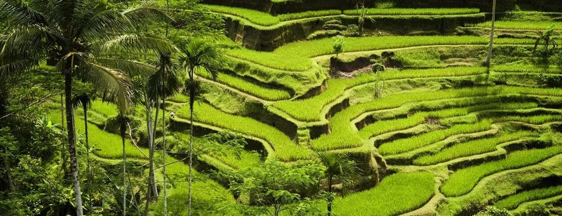 Full-day private guided tour of Ubud