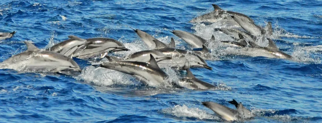 Gran Canaria Supercat dolphin-watching catamaran cruise