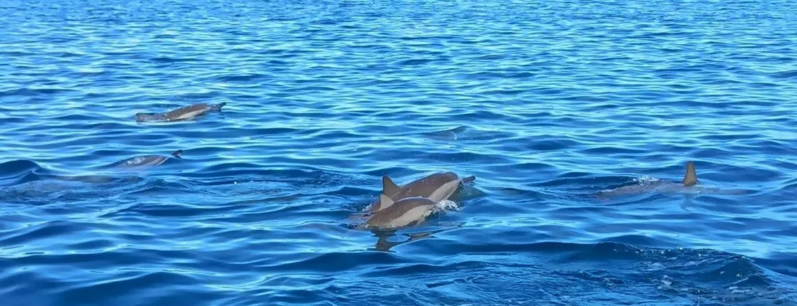 Mauritius dolphin watching speedboat tour