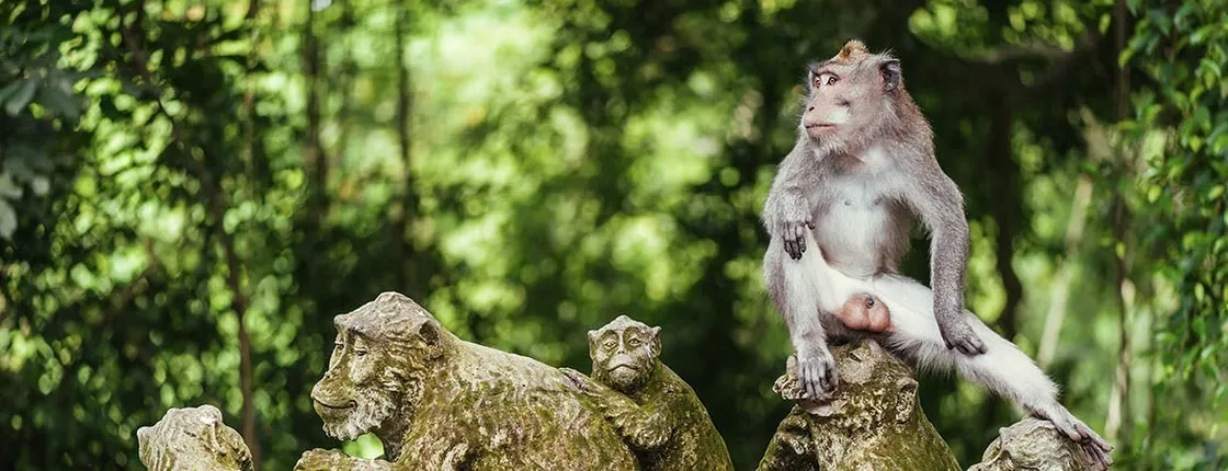Best of Ubud private day tour