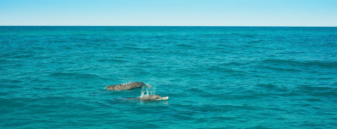 Dolphin tour on a speedboat with transfers