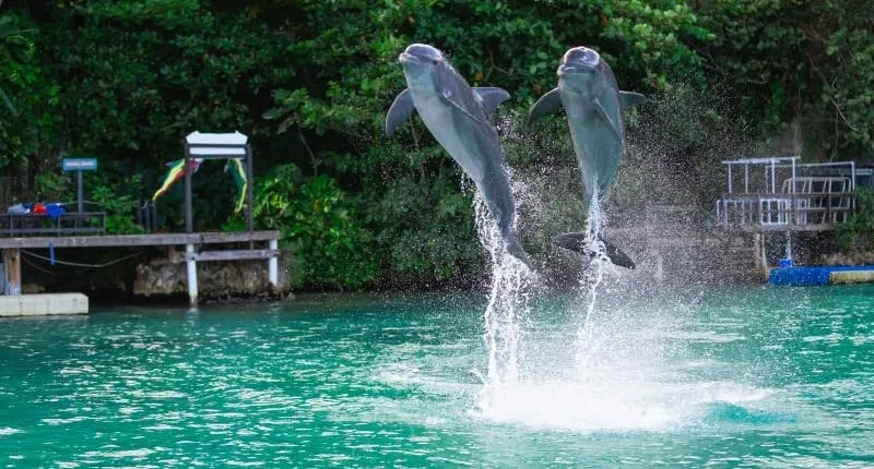 Dolphin Cove Ocho Rios and Yaaman Adventure Park