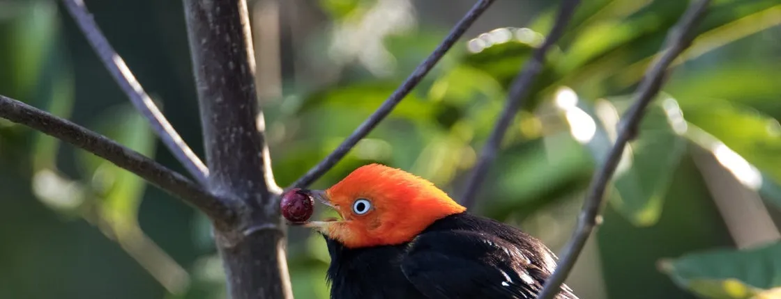 Bird watching Muyil guided excursion