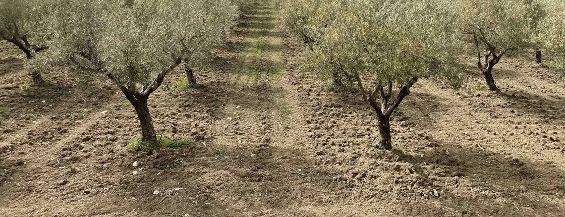 Oil and food tasting in the province of Agrigento