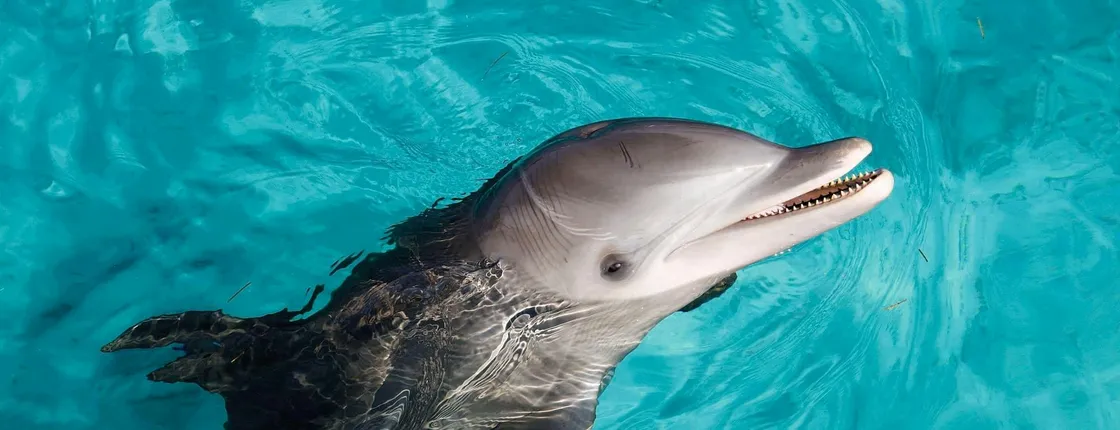 Puerto Aventuras dolphin connection program ticket