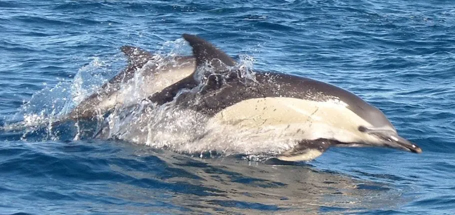 Dolphin-watching cruise ticket