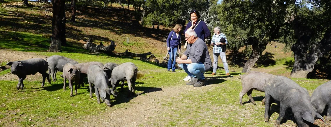Jabugo Iberian ham route with tasting and guided tour