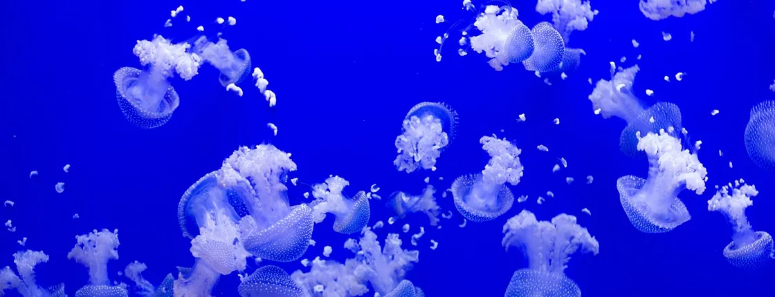 Tickets for Seville aquarium