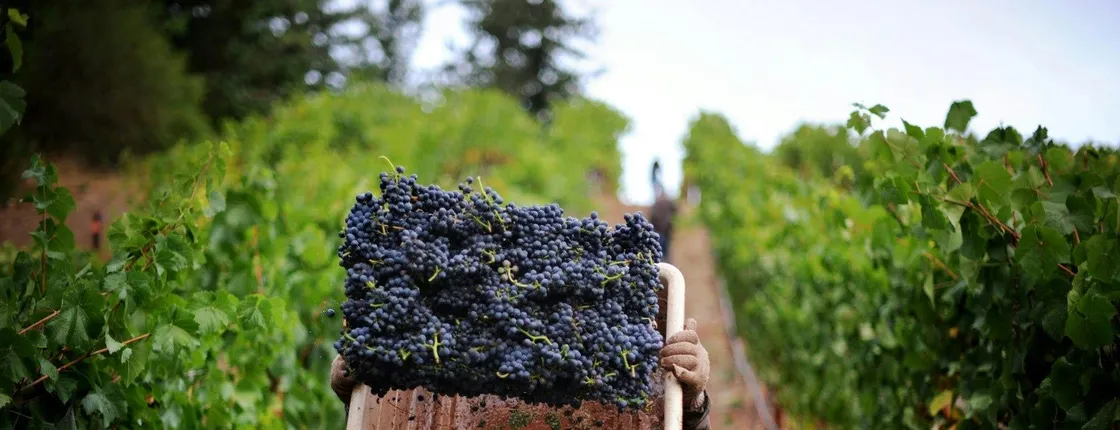 Small Group Guided Tour of Pompeii with Vesuvius Wine and Food Tasting