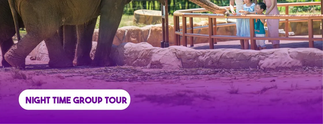 River Safari experience with romantic candlelit dinner by the beach