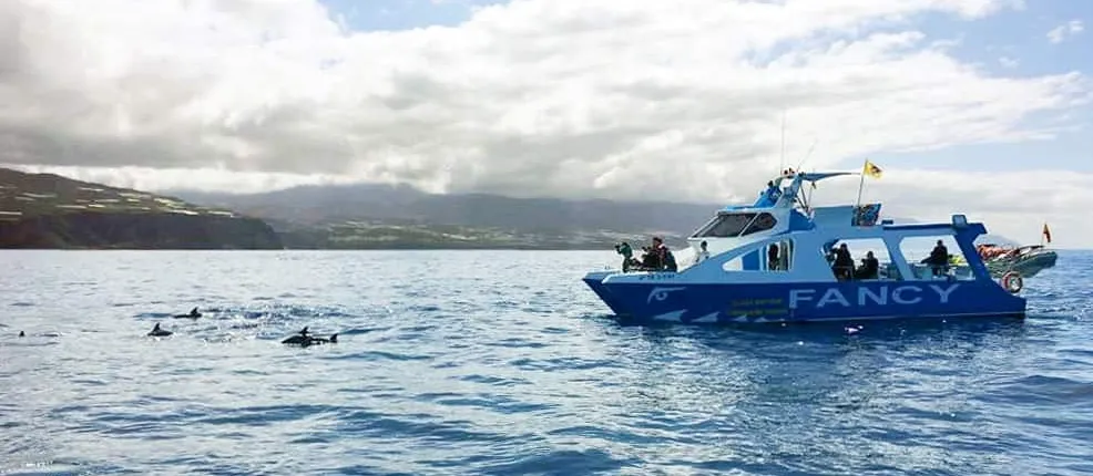 Northwestern La Palma Cruise Ticket